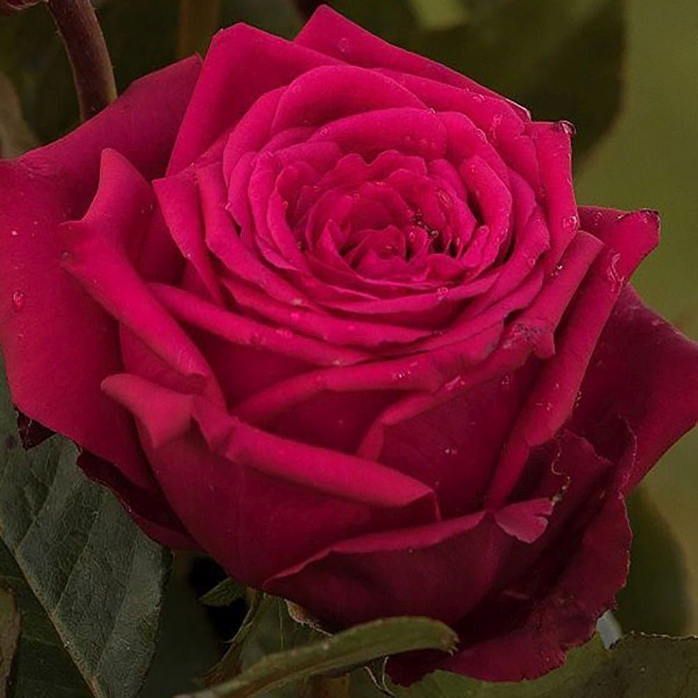 Trandafir Teahibrid purpur-violet Noblesse, parfum intens