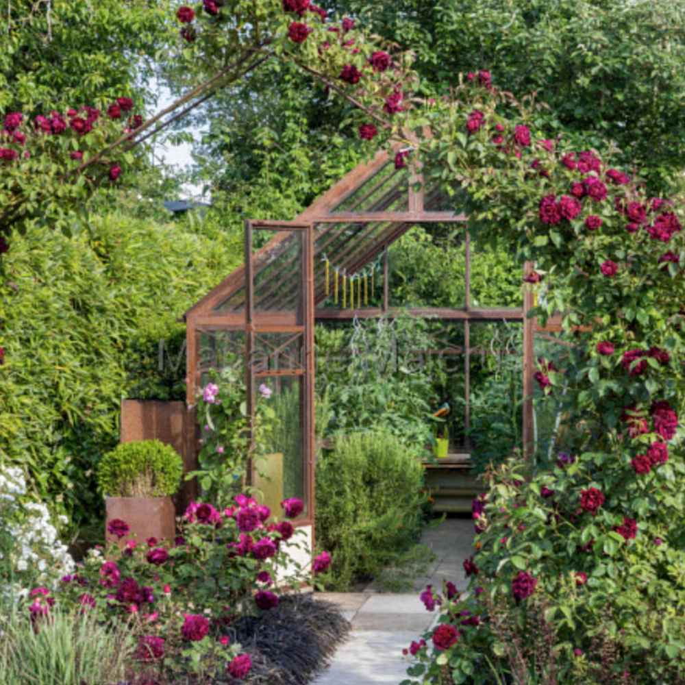 Trandafir Teahibrid purpur-violet Noblesse, parfum intens