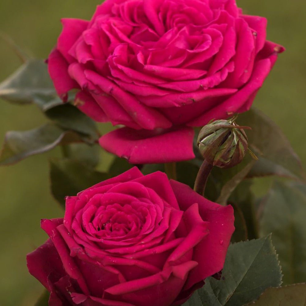 Trandafir Teahibrid purpur-violet Noblesse, parfum intens