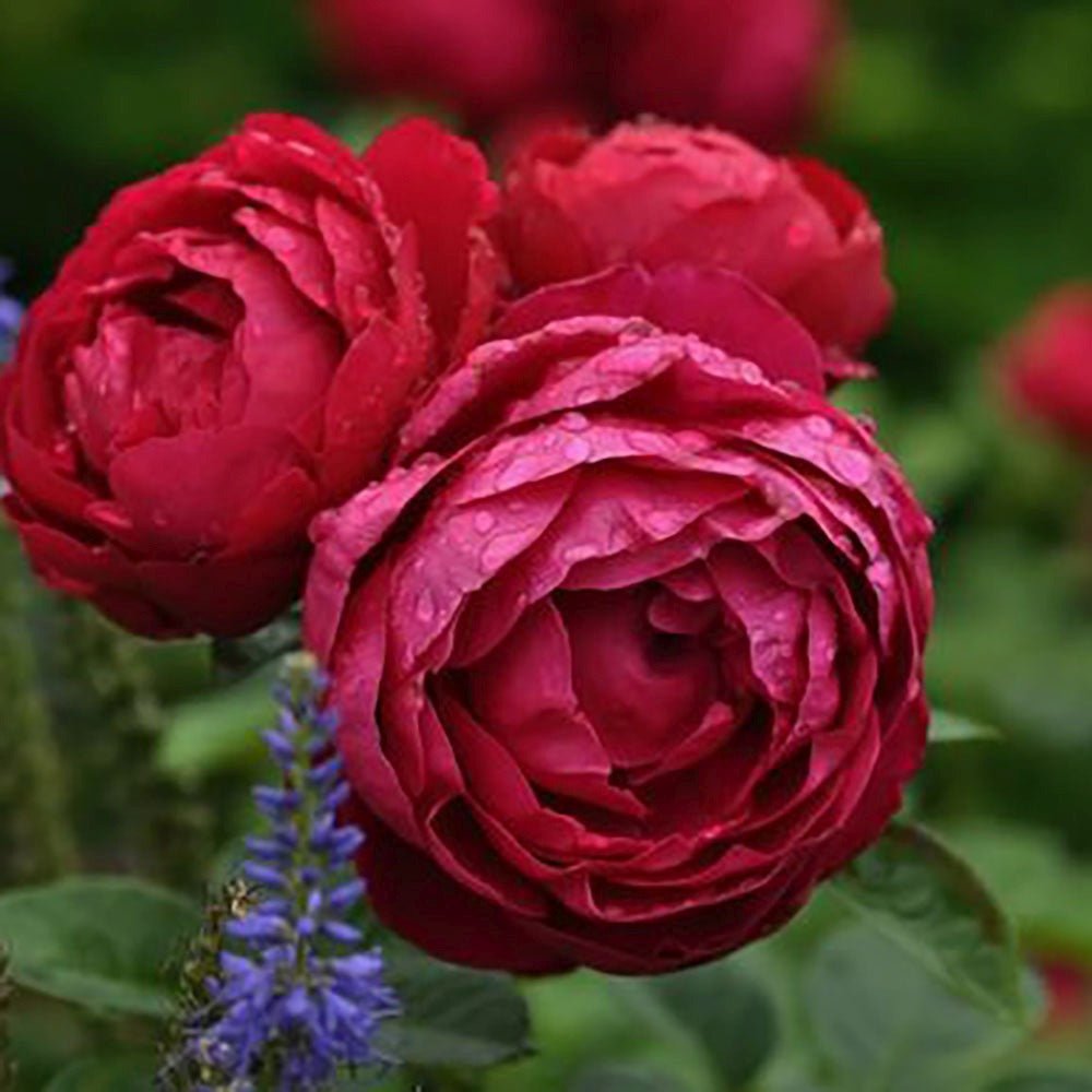 Trandafir Teahibrid purpuriu Ascot, inflorire repetata