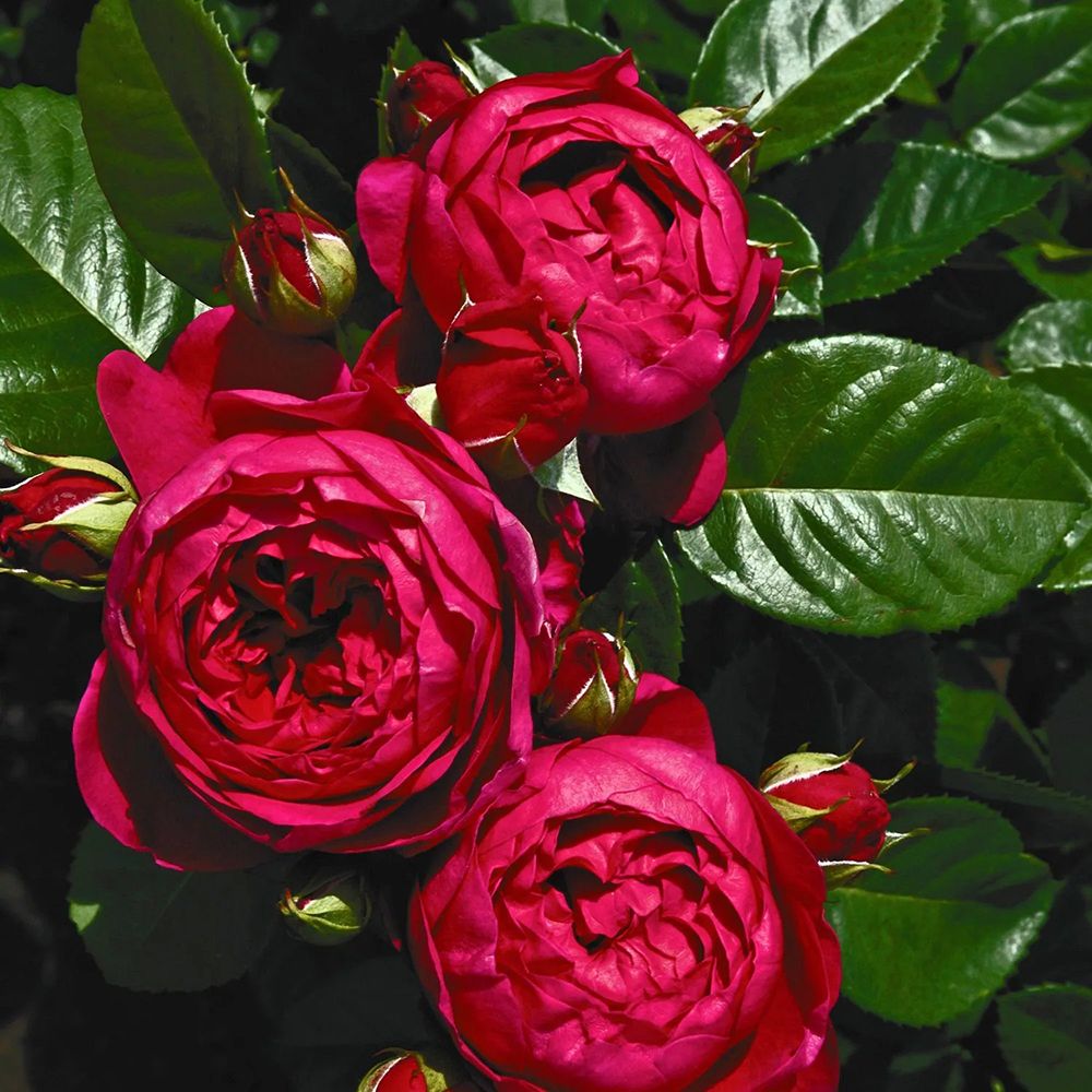 Trandafir Teahibrid purpuriu Ascot, inflorire repetata