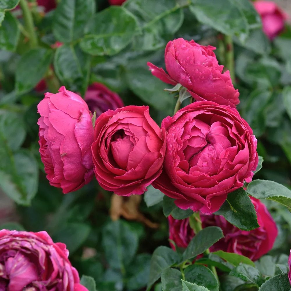 Trandafir Teahibrid purpuriu Ascot, inflorire repetata