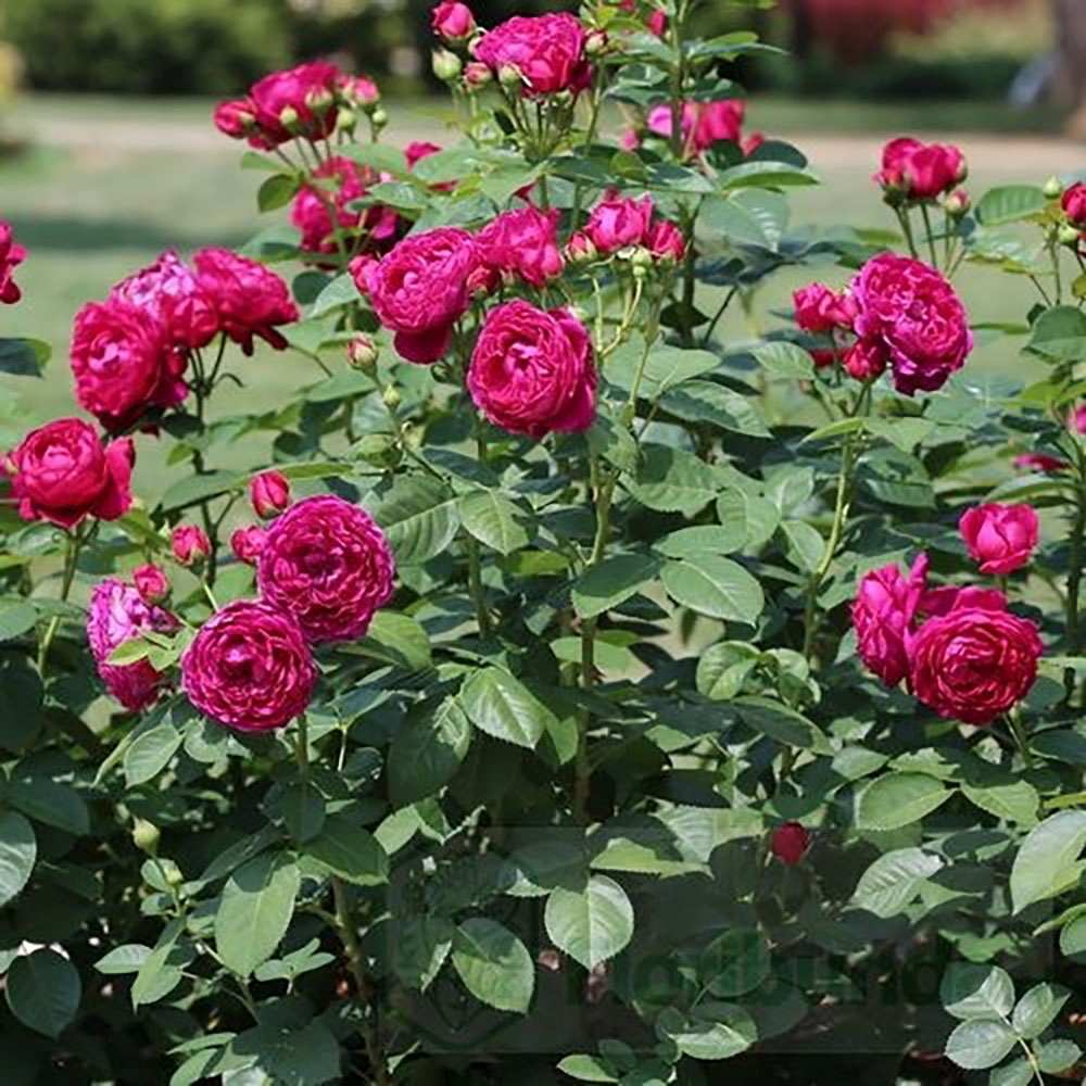 Trandafir Teahibrid purpuriu Ascot, inflorire repetata