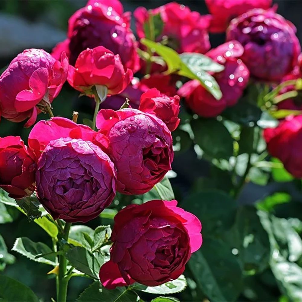 Trandafir Teahibrid purpuriu Ascot, inflorire repetata