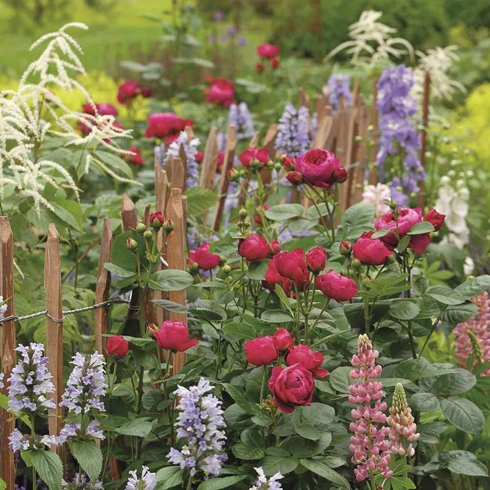 Trandafir Teahibrid purpuriu Ascot, inflorire repetata