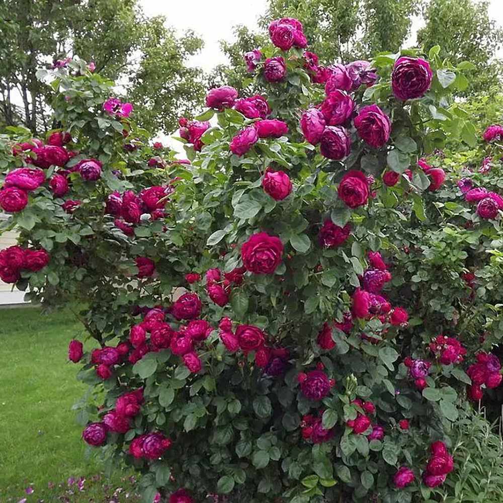 Trandafir Teahibrid purpuriu Ascot, inflorire repetata