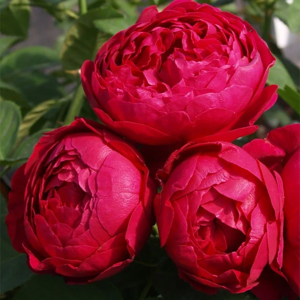 Trandafir Teahibrid purpuriu Ascot, inflorire repetata