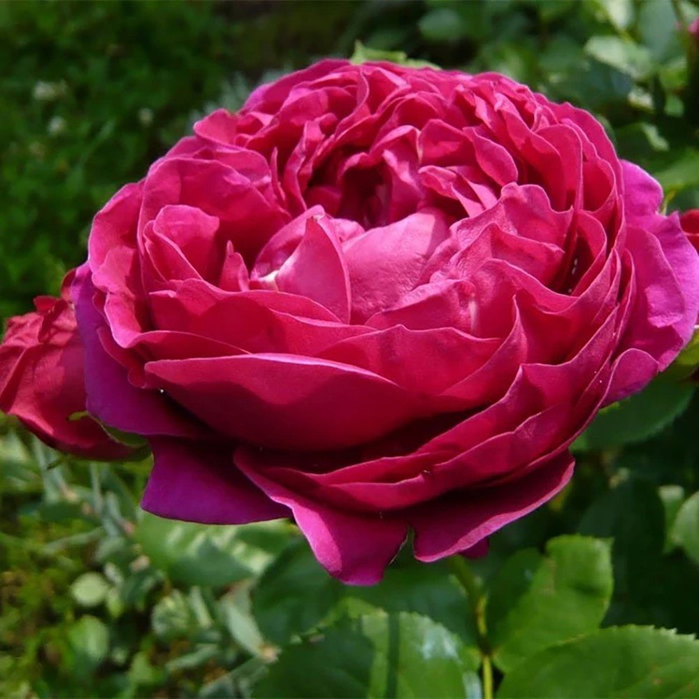 Trandafir Teahibrid purpuriu Ascot, inflorire repetata