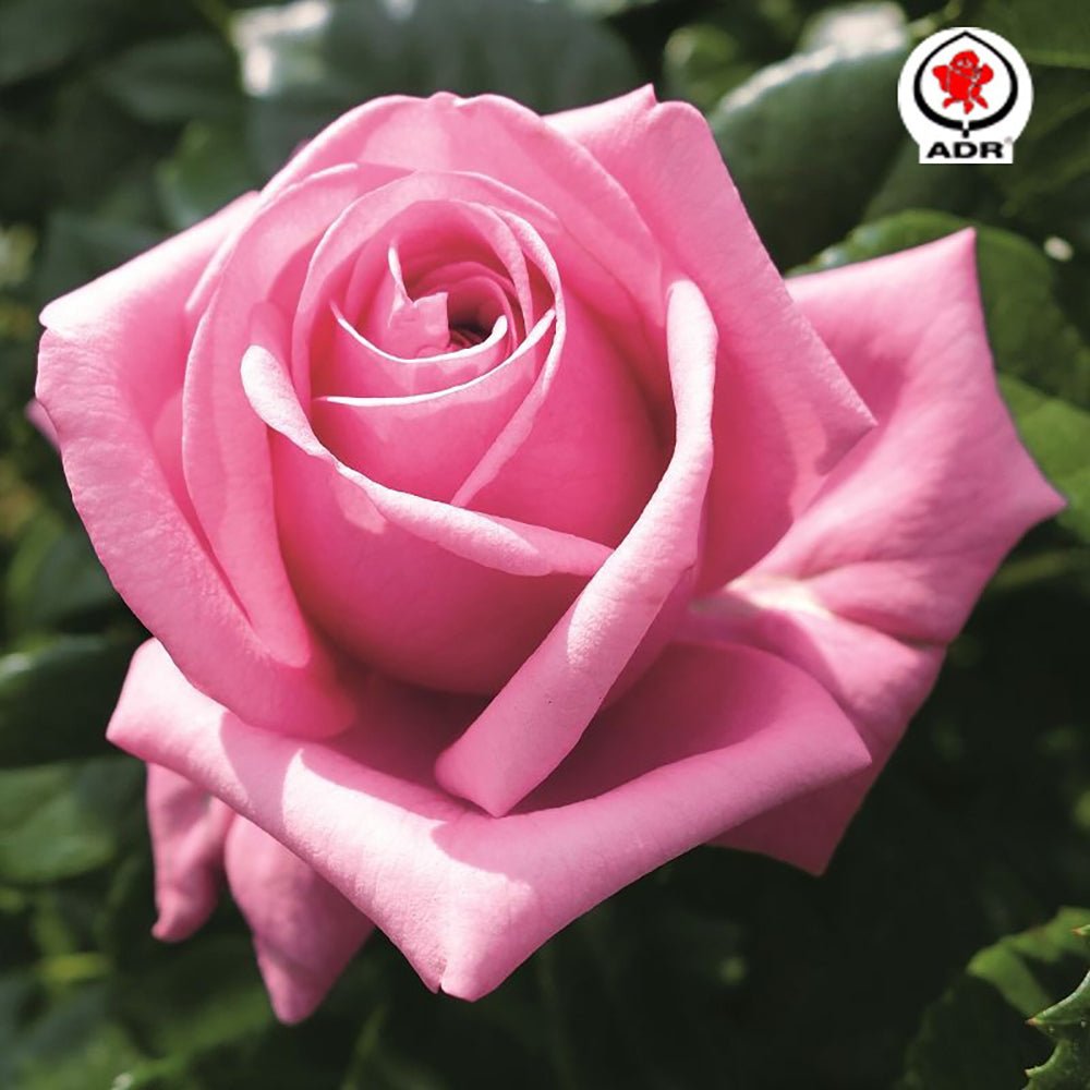 Trandafir Teahibrid roz-pink Romina, cu parfum intens