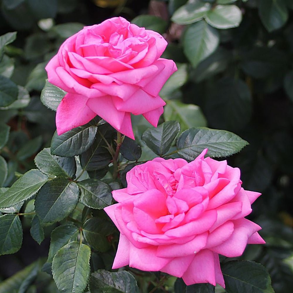 Trandafir Teahibrid roz-pink Romina, cu parfum intens