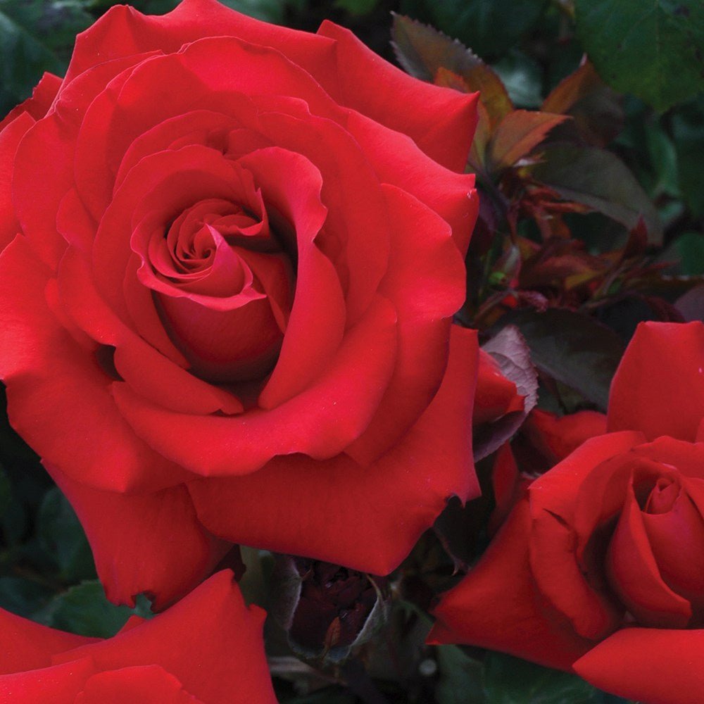 Trandafir Teahibrid rosu Grande Amore, cu inflorire repetata