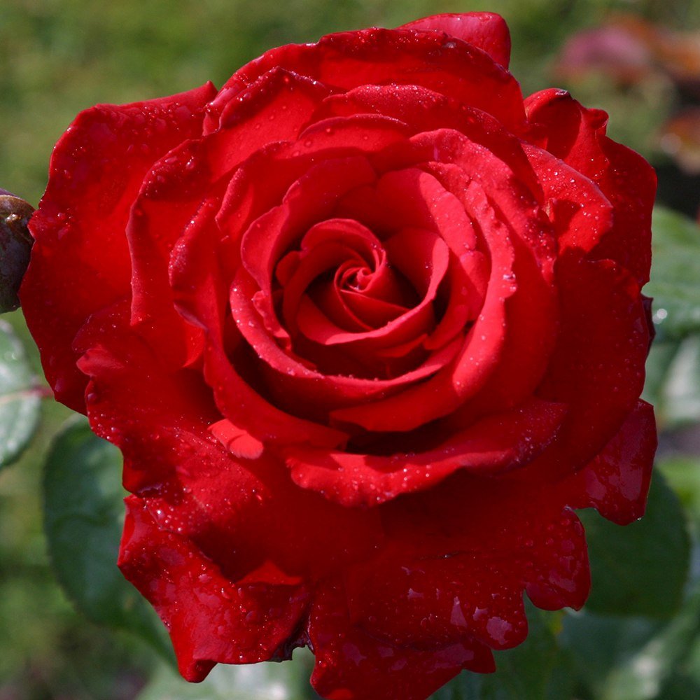 Trandafir Teahibrid rosu Grande Amore, cu inflorire repetata