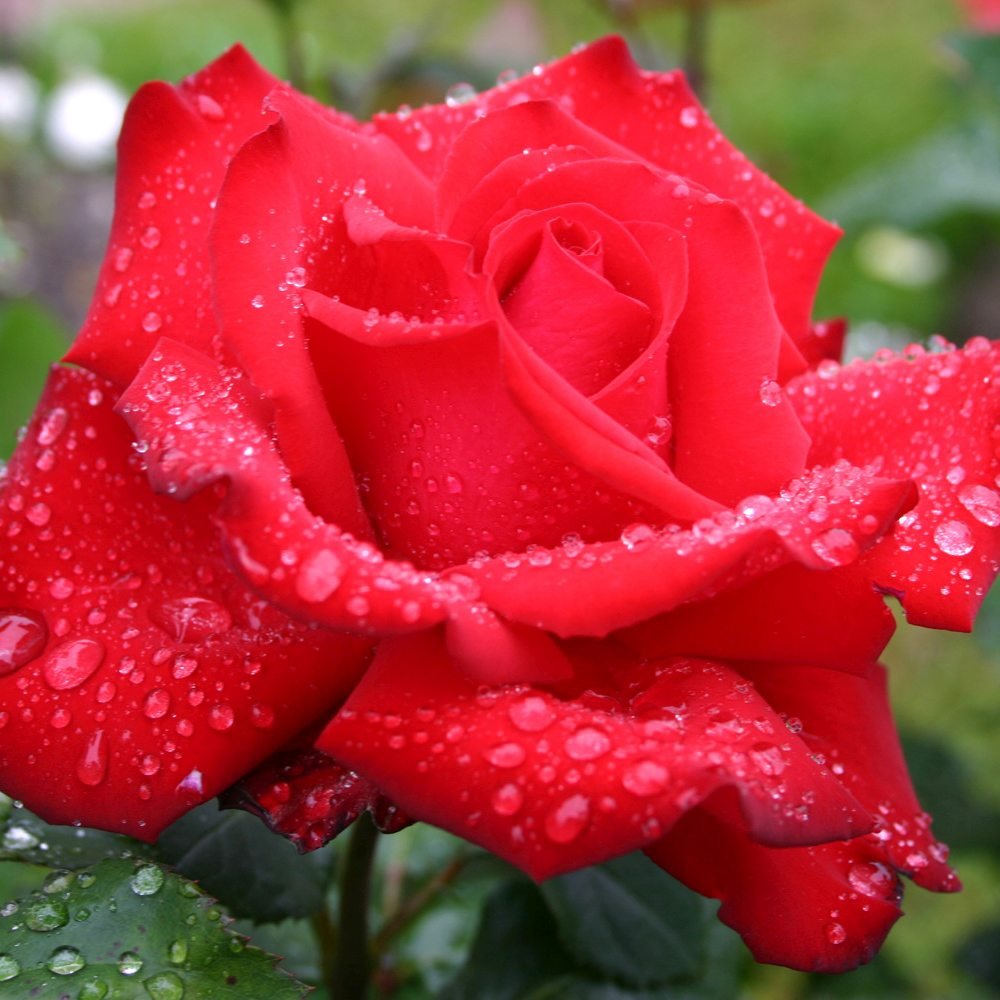 Trandafir Teahibrid rosu Grande Amore, cu inflorire repetata