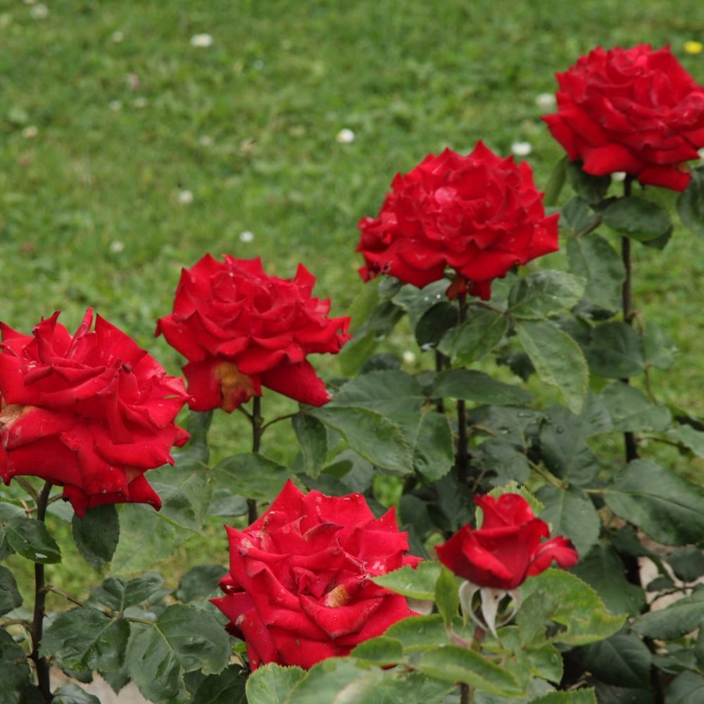 Trandafir Teahibrid rosu Grande Amore, cu inflorire repetata