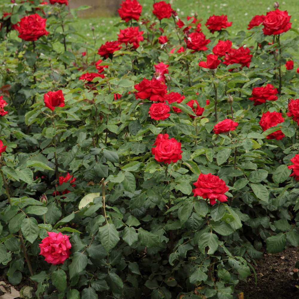 Trandafir Teahibrid rosu Grande Amore, cu inflorire repetata