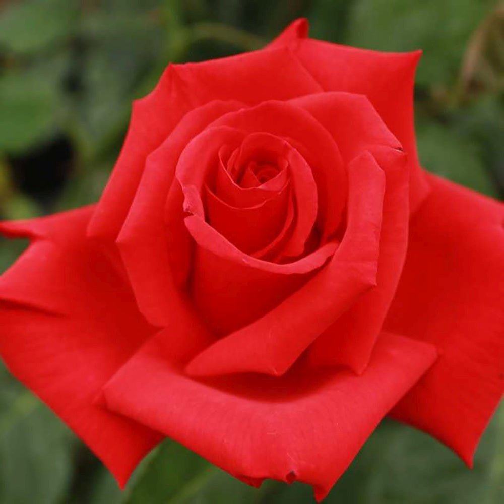 Trandafir Teahibrid rosu Grande Amore, cu inflorire repetata