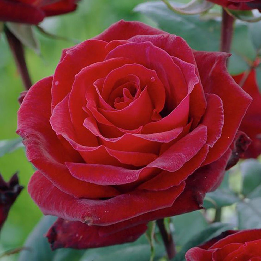 Trandafir Teahibrid rosu-inchis Barkarole, cu parfum intens - VERDENA-livrat in ghiveci plant-o-fix de 2 l