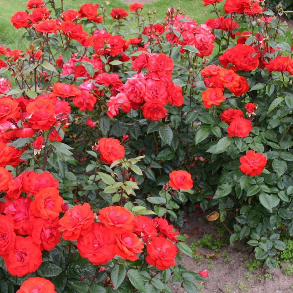 Trandafir Teahibrid rosu-inchis Erotika, parfum intens