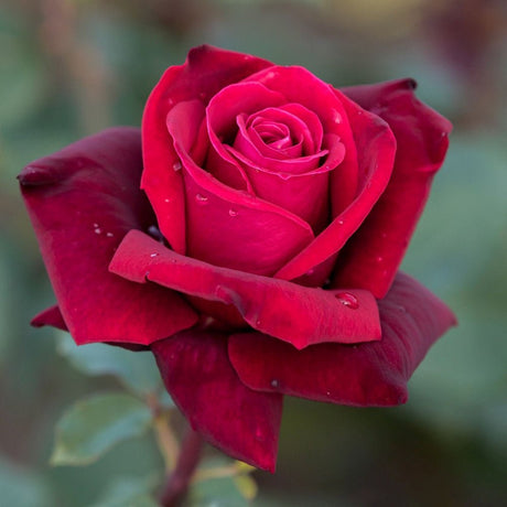 Trandafir Teahibrid rosu-inchis Erotika, parfum intens - VERDENA-livrat in ghiveci plant-o-fix de 2 l