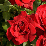 Trandafir Teahibrid rosu-inchis Erotika, parfum intens - VERDENA-livrat in ghiveci plant-o-fix de 2 l