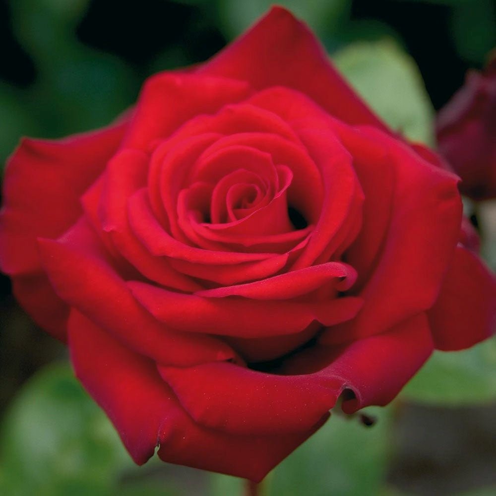 Trandafir Teahibrid rosu-inchis Erotika, parfum intens