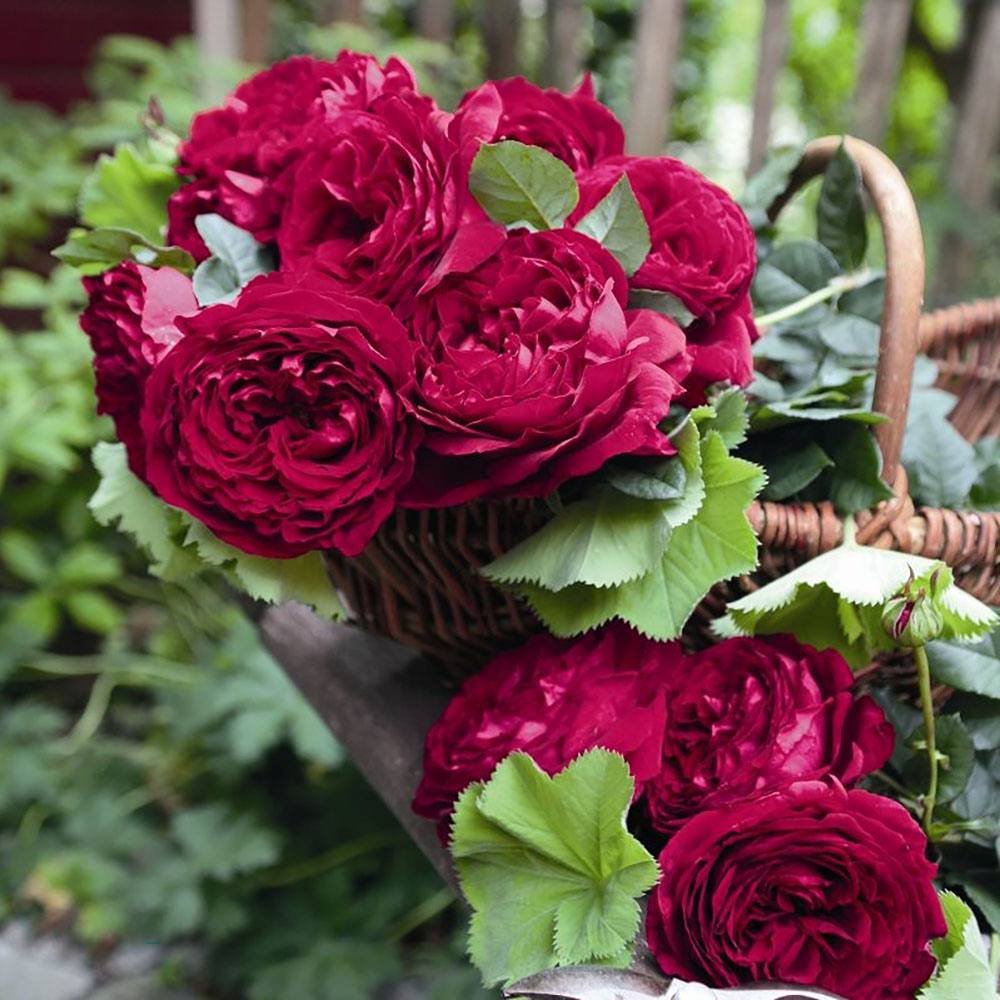 Trandafir Teahibrid rosu-purpuriu Gospel, parfum intens