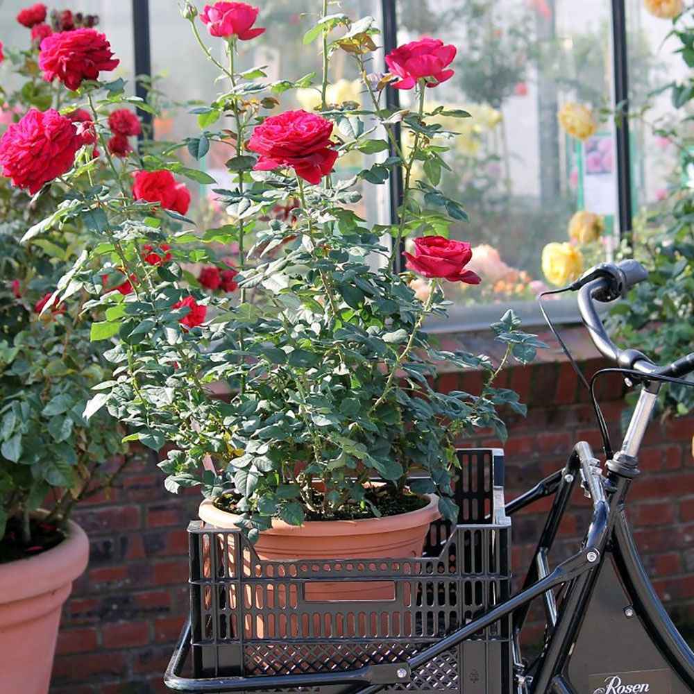 Trandafir Teahibrid rosu-purpuriu Gospel, parfum intens