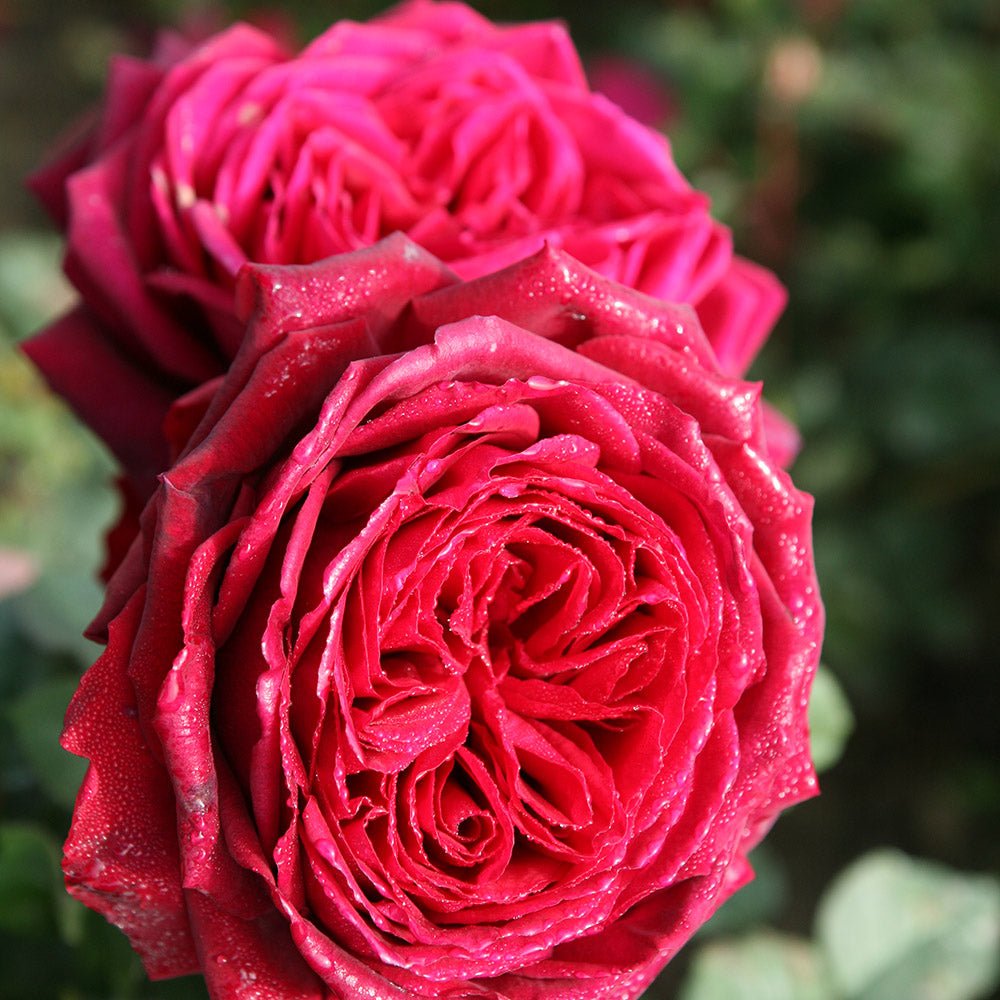 Trandafir Teahibrid rosu-purpuriu Gospel, parfum intens