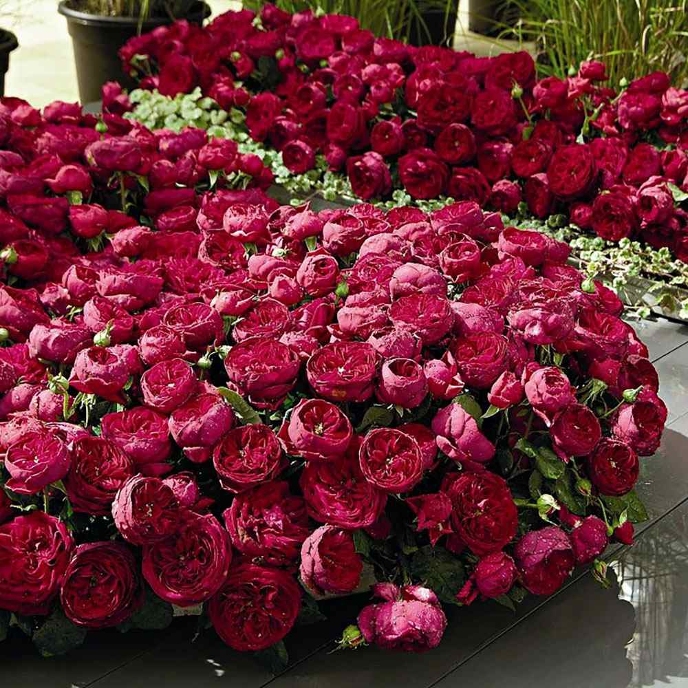 Trandafir Teahibrid rosu-purpuriu Gospel, parfum intens