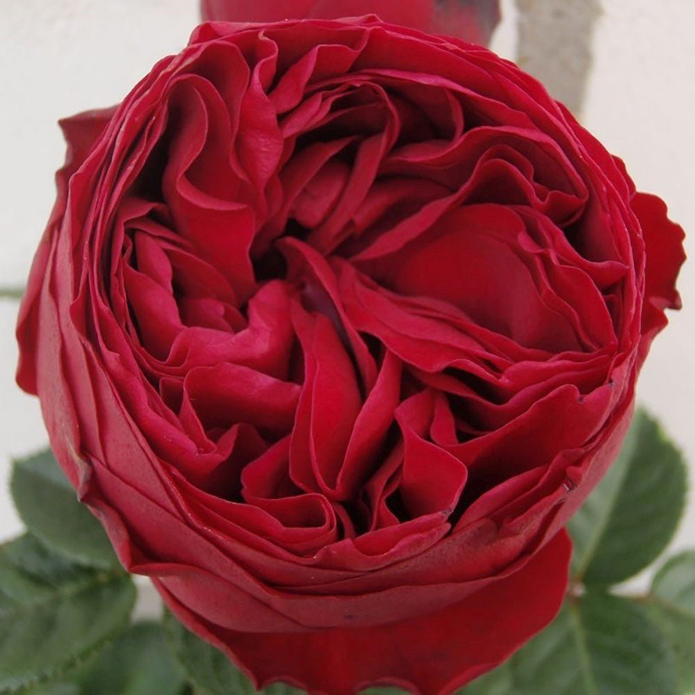 Trandafir Teahibrid rosu-zmeura Royal Piano, inflorire repetata