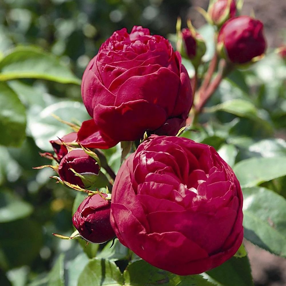 Trandafir Teahibrid rosu-zmeura Royal Piano, inflorire repetata