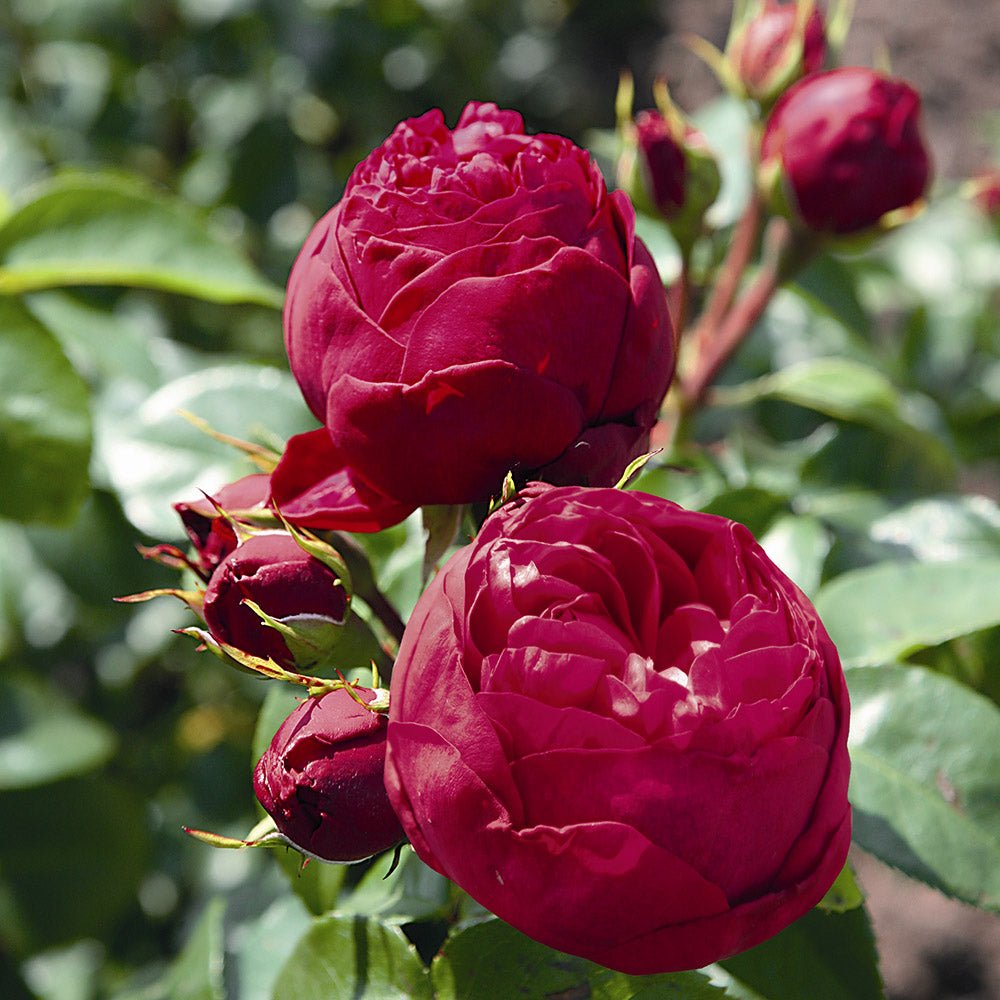 Trandafir Teahibrid rosu-zmeura Royal Piano, inflorire repetata