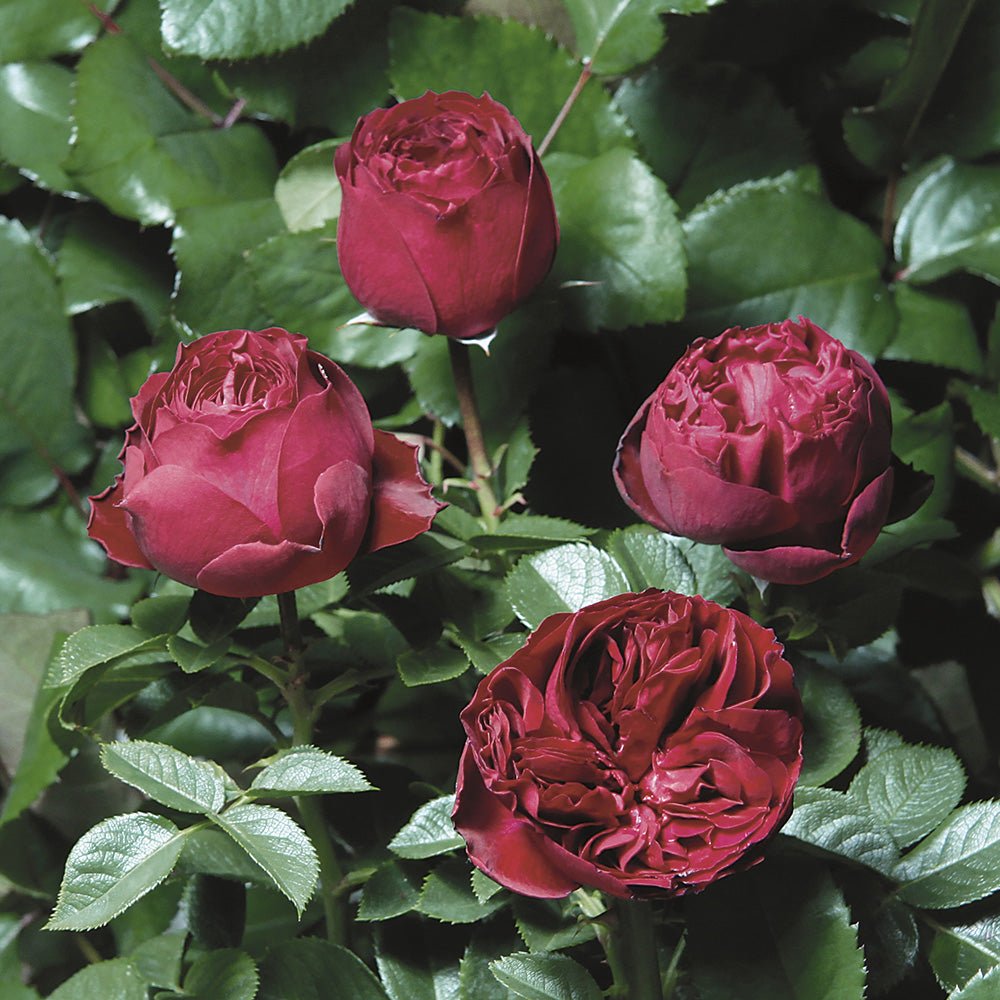 Trandafir Teahibrid rosu-zmeura Royal Piano, inflorire repetata