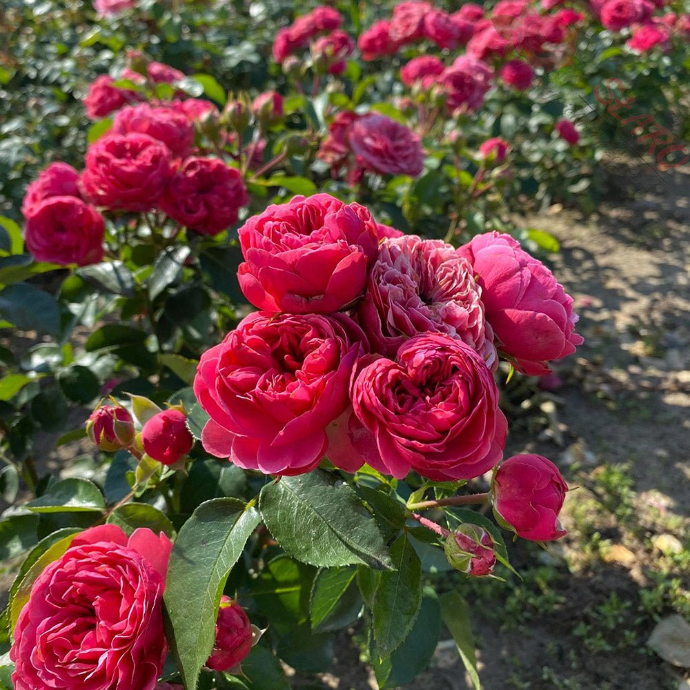 Trandafir Teahibrid roz-inchis Magic Roccoco, inflorire repetata