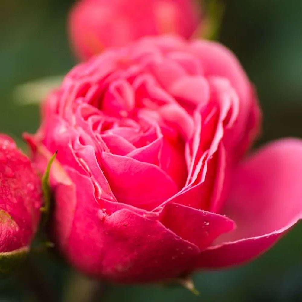 Trandafir Teahibrid roz-inchis Magic Roccoco, inflorire repetata