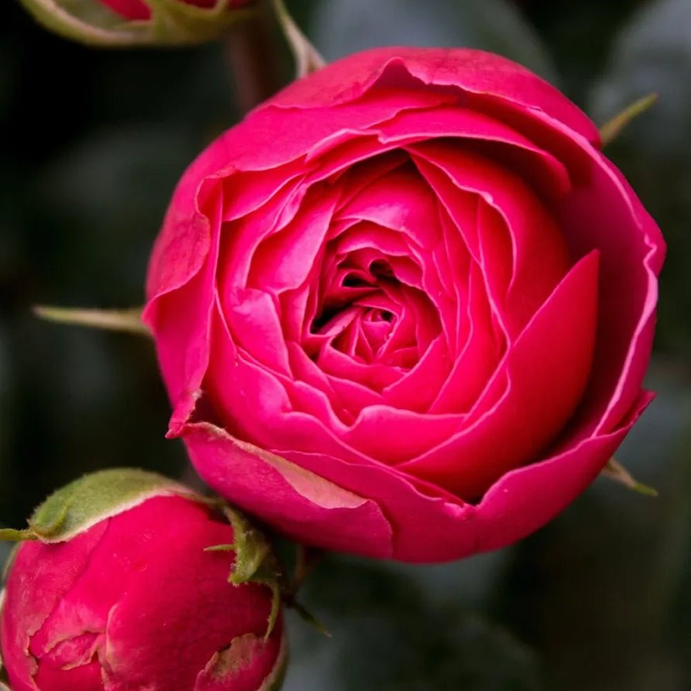 Trandafir Teahibrid roz-inchis Magic Roccoco, inflorire repetata