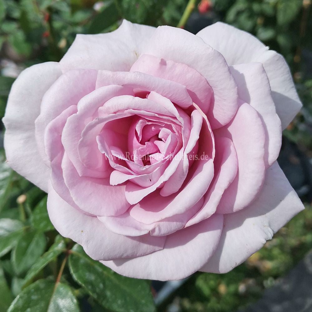 Trandafir Teahibrid roz-lavanda Pacific Blues, parfum intens