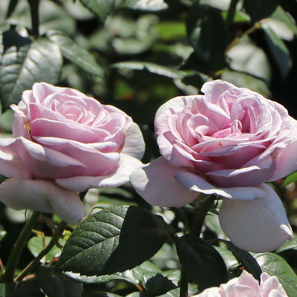 Trandafir Teahibrid roz-lavanda Pacific Blues, parfum intens