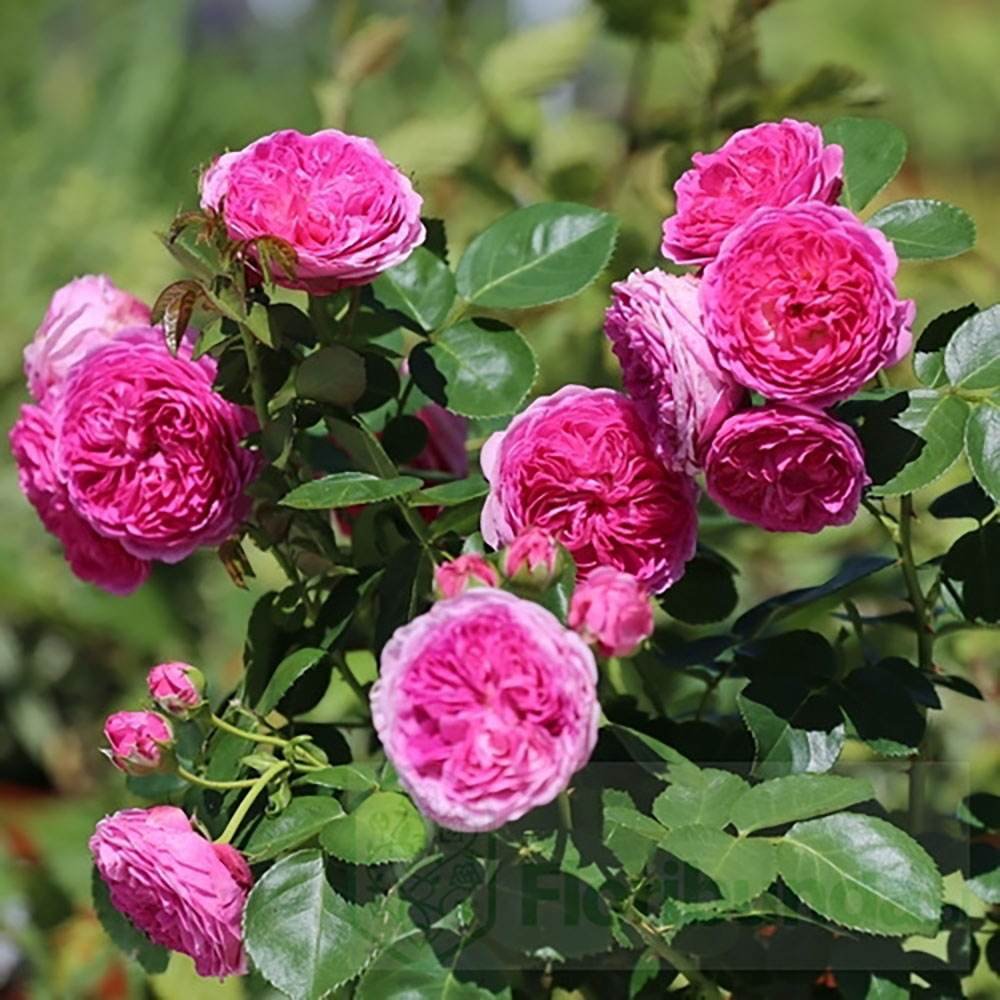 Trandafir Teahibrid roz-pal Modern Art, inflorire repetata