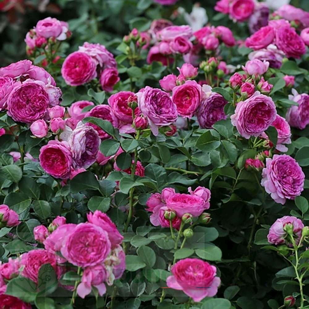 Trandafir Teahibrid roz-pal Modern Art, inflorire repetata
