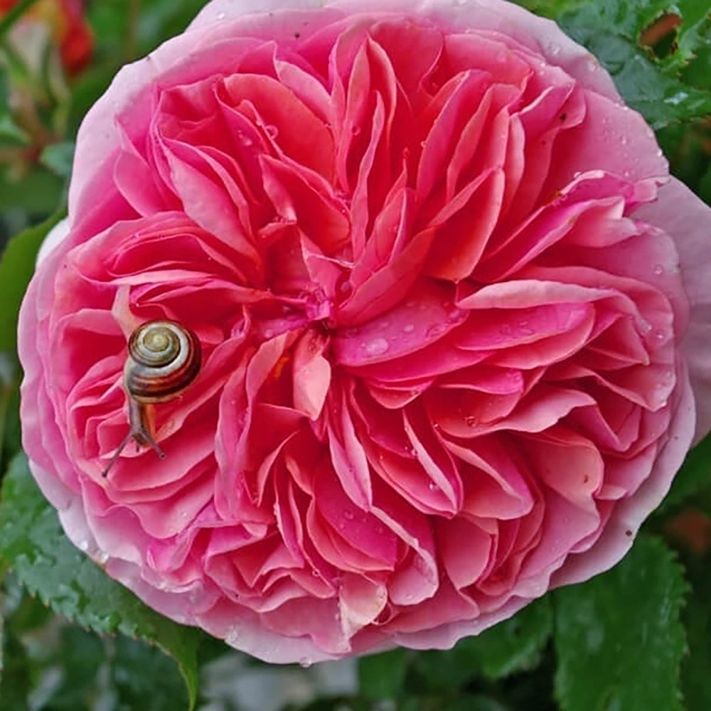 Trandafir Teahibrid roz-pal Modern Art, inflorire repetata