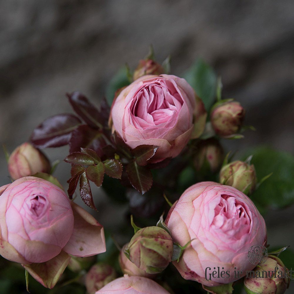 Trandafir Teahibrid roz-pastel Happy Piano, inflorire repetata