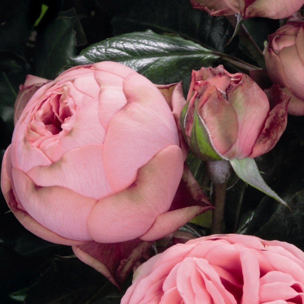 Trandafir Teahibrid roz-pastel Happy Piano, inflorire repetata