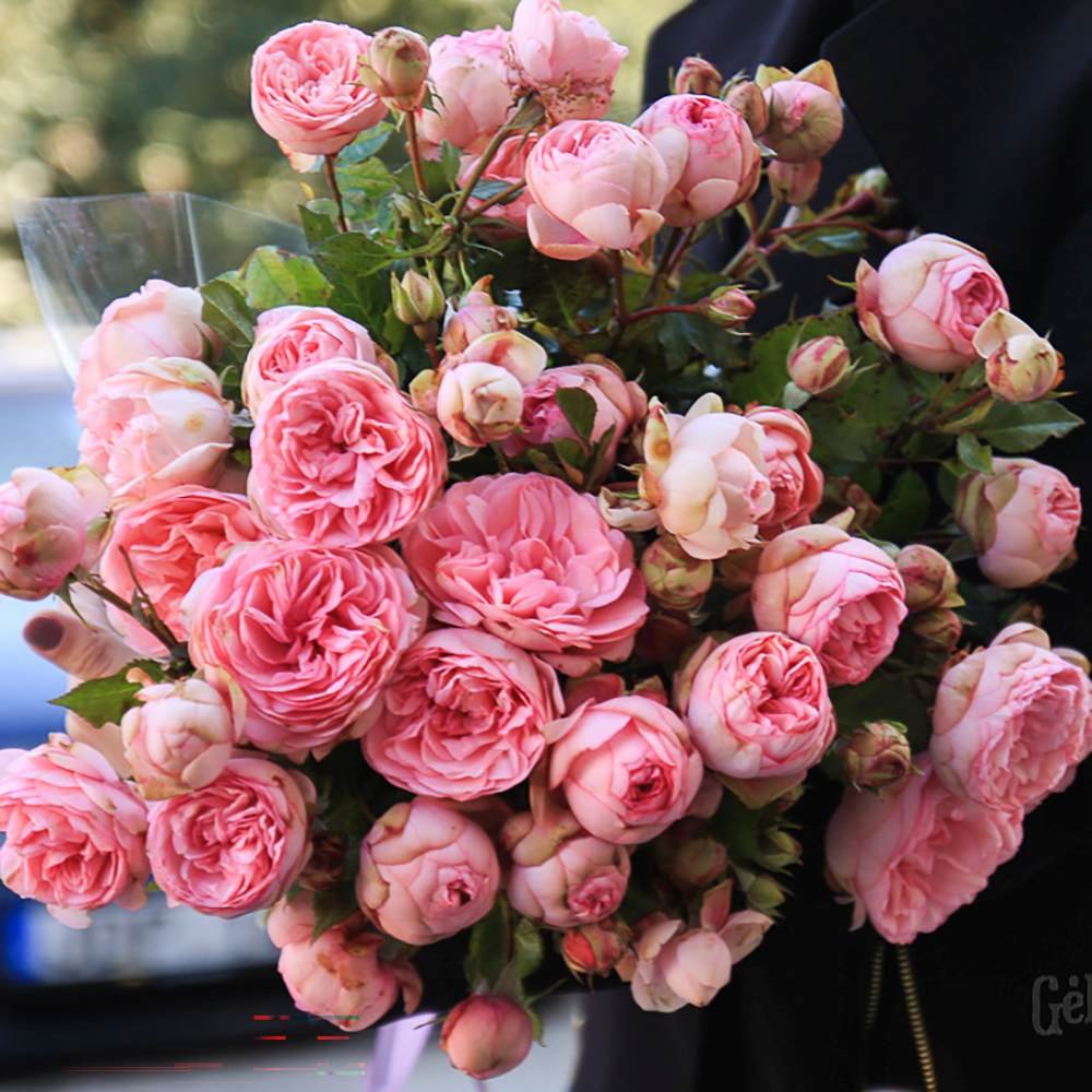 Trandafir Teahibrid roz-pastel Happy Piano, inflorire repetata