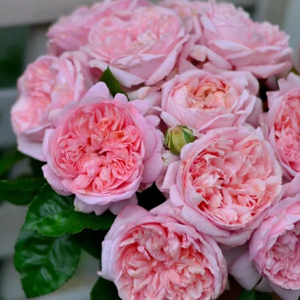 Trandafir Teahibrid roz-piersica Mauritia, parfum intens