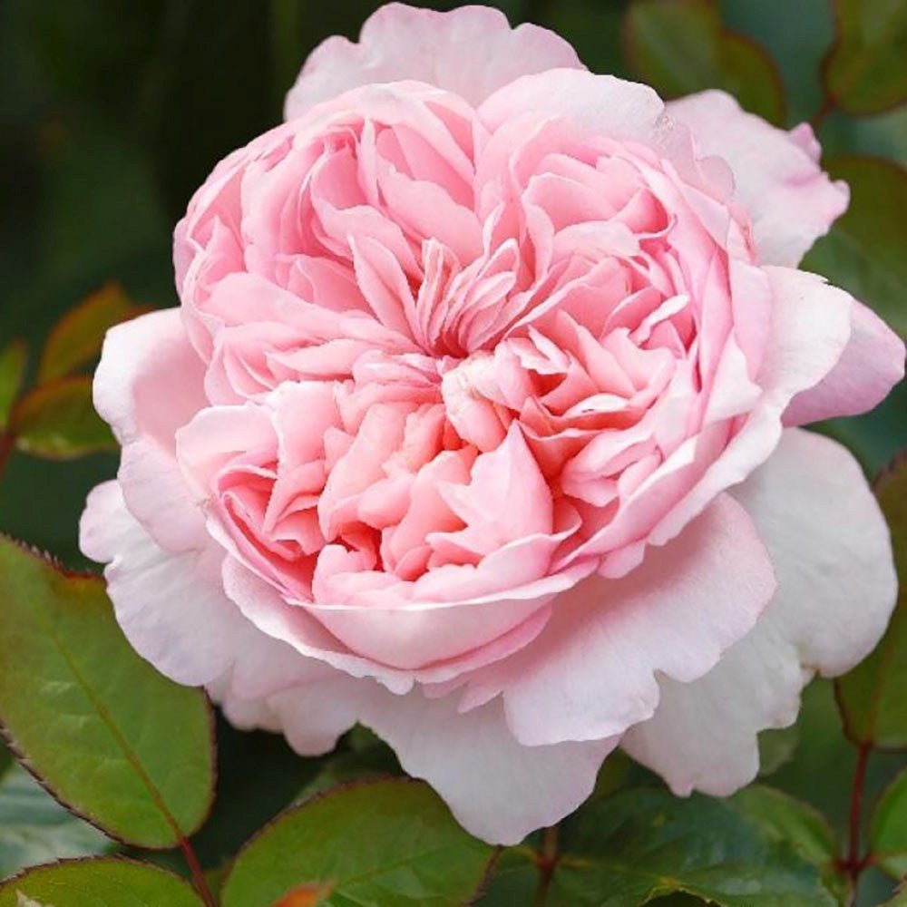 Trandafir Teahibrid roz-piersica Mauritia, parfum intens