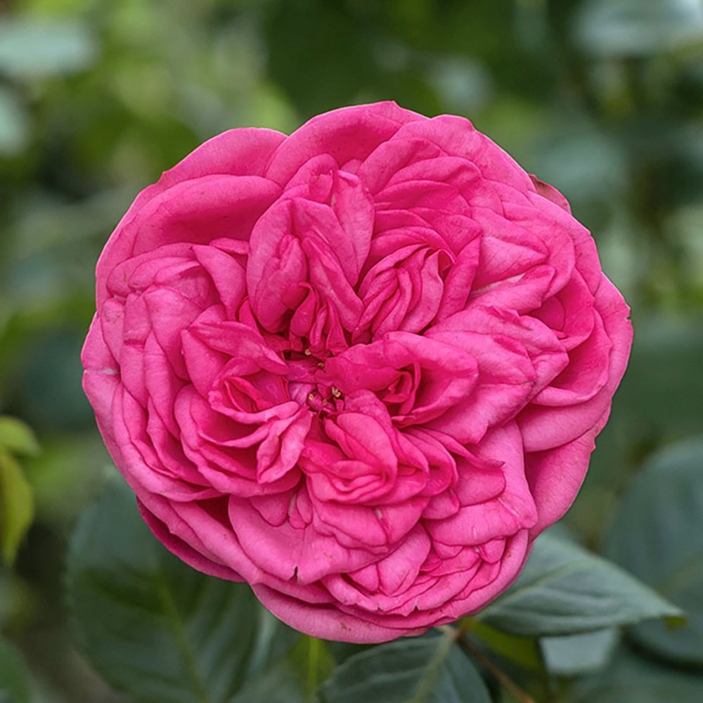 Trandafir Teahibrid roz-pink Pink Piano, inflorire repetata