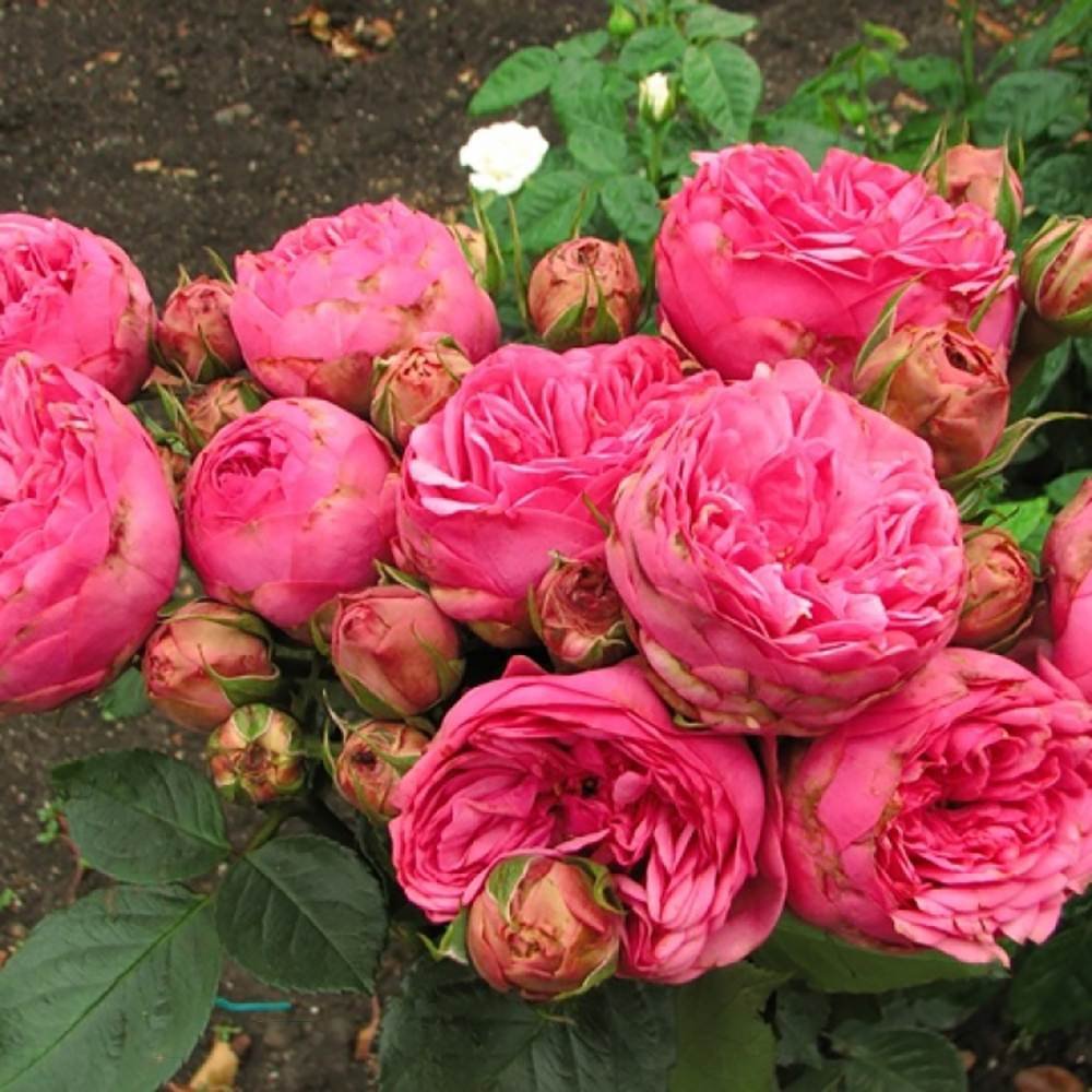 Trandafir Teahibrid roz-pink Pink Piano, inflorire repetata