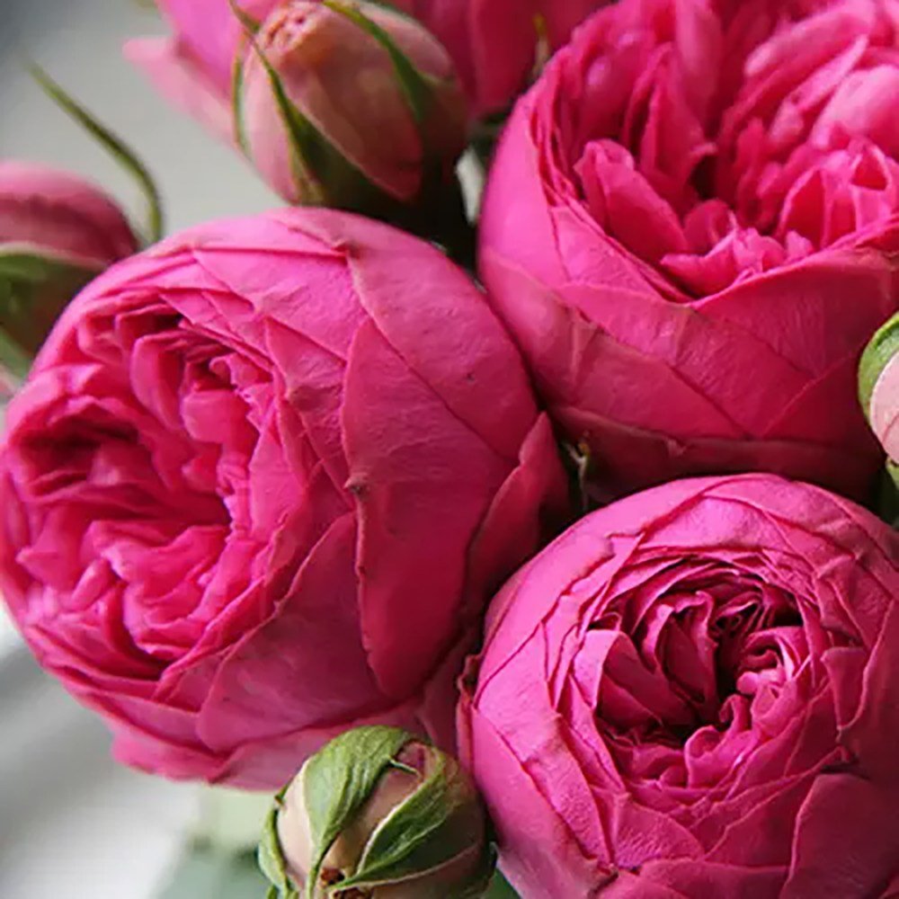 Trandafir Teahibrid roz-pink Pink Piano, inflorire repetata