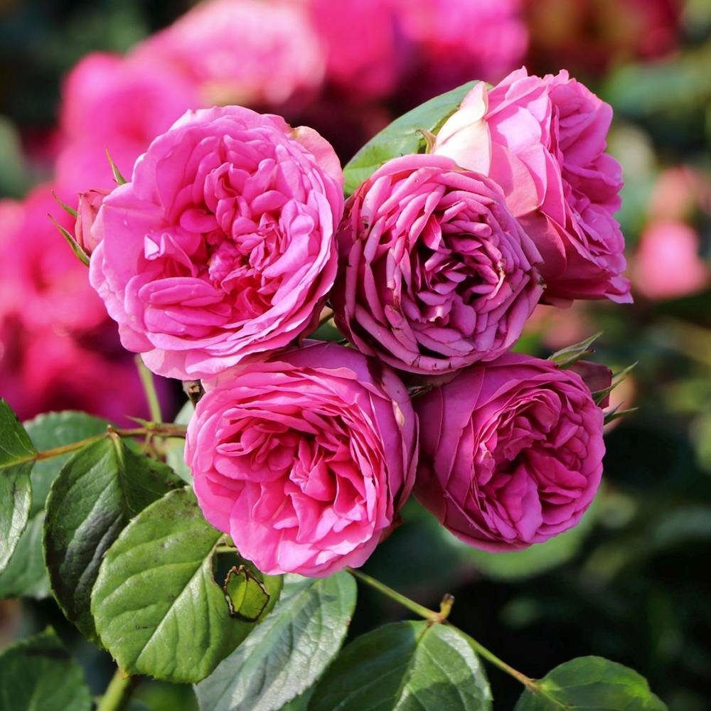 Trandafir Teahibrid roz-pink Pink Piano, inflorire repetata